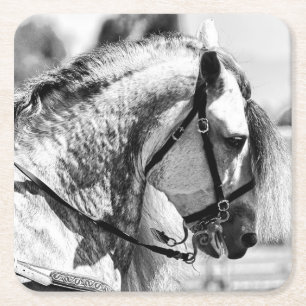 Horse black and white art photograph square paper coaster