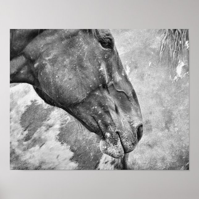 Horse Black And White Country Rustic Farm Style Poster (Front)