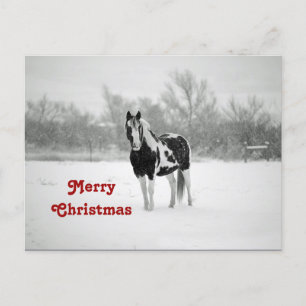 Horse Black and White Snow Photo Christmas Postcard