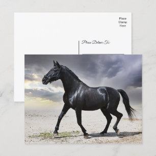 Horse Black Stallion - Hello, Thank You, Love Postcard