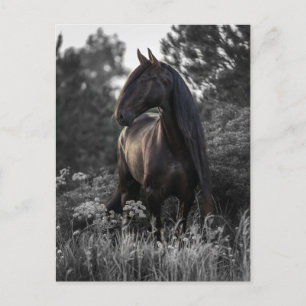 Horse Black White Photo Modern Postcard