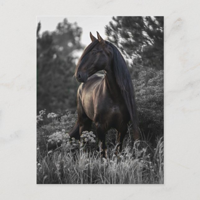 Horse Black White Photo Modern Postcard (Front)