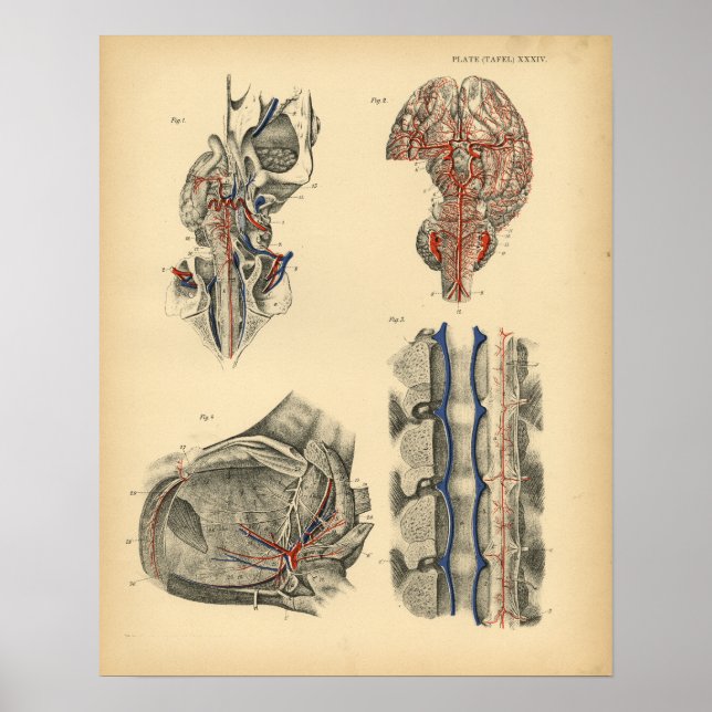 Horse Brain Spine Anatomy 1908 Vintage Print (Front)