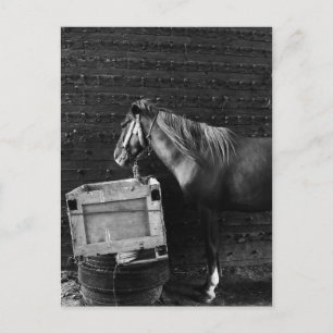 Horse Break Time Postcard