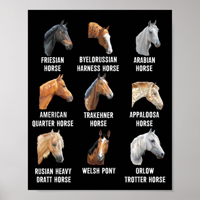 Horse Breeds Equestrian Horseback Riding Poster (Front)