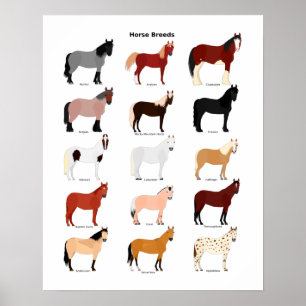 horse breeds poster