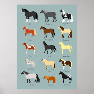horse breeds poster