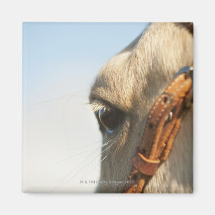 Horse bridle magnet