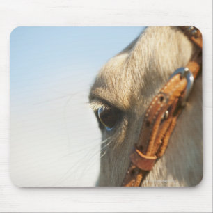 Horse bridle mouse mat