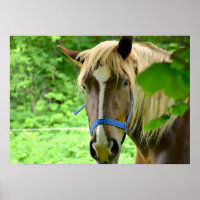 Horse Brown Belgian Draught Photo