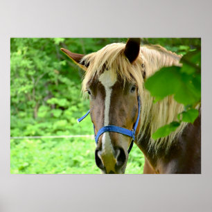 Horse Brown Belgian Draught Photo Poster
