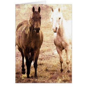 Horse Buddies