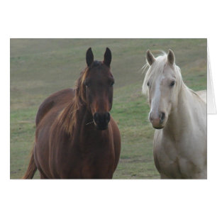 Horse Buddies