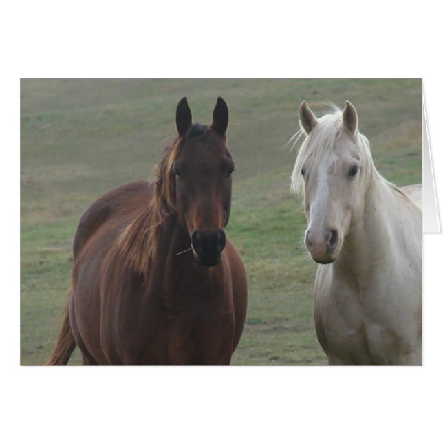 Horse Buddies (Front Horizontal)