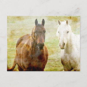 Horse Buddies Postcard