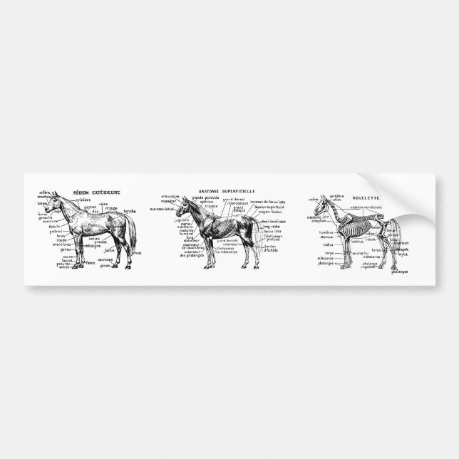Horse Bumper Sticker (Front)