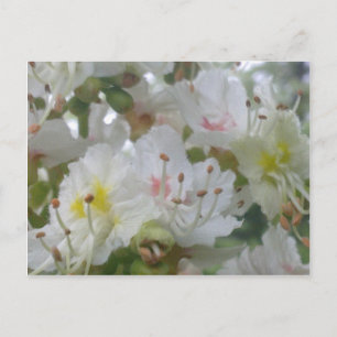 Horse Chestnut Blossom Postcard