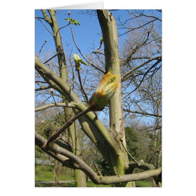 Horse Chestnut bud (Front)
