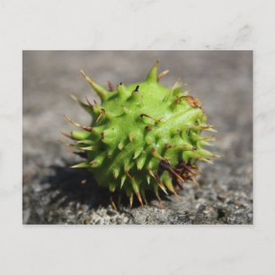 Horse Chestnut iPhone Post Card