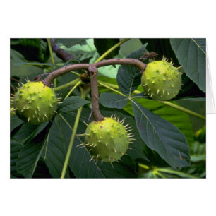 Horse chestnut tree fruit (aesculus hippocastarum)