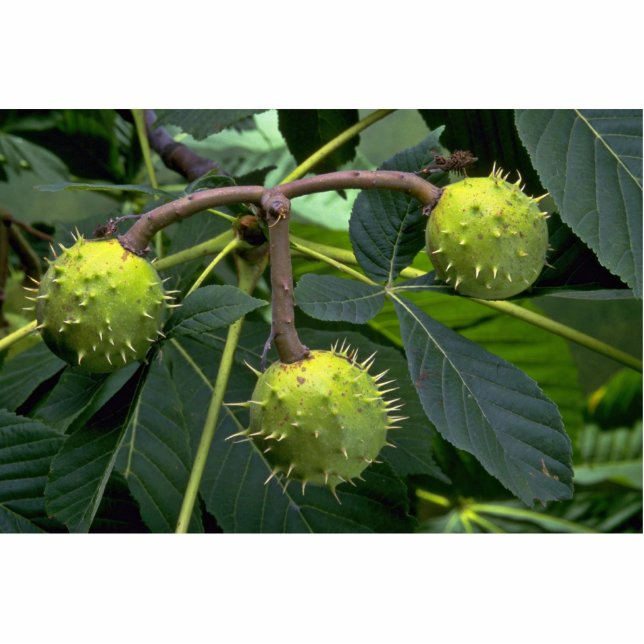 Horse chestnut tree fruit (aesculus hippocastarum) standing photo sculpture (Front)
