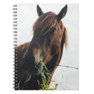 HORSE CHEWING GRASS NOTEBOOK