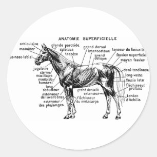 Horse Classic Round Sticker