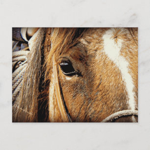 Horse Close Up Postcard