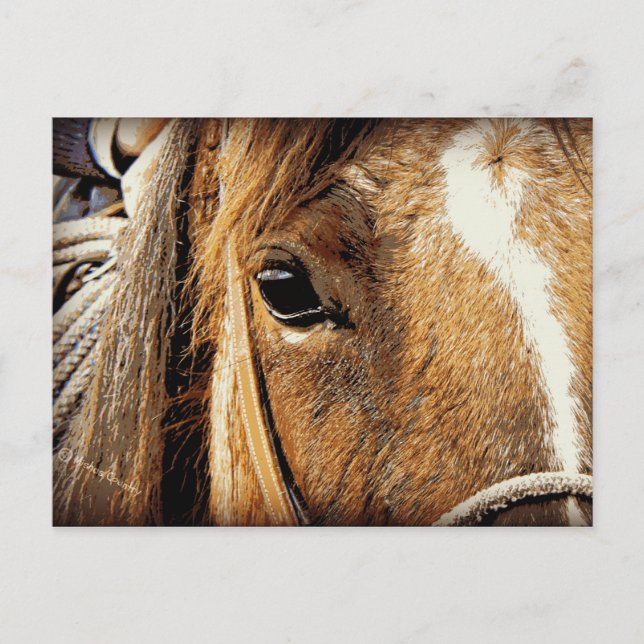 Horse Close Up Postcard (Front)