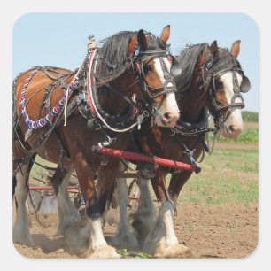 Horse Clydesdale Farming Photo Square Sticker