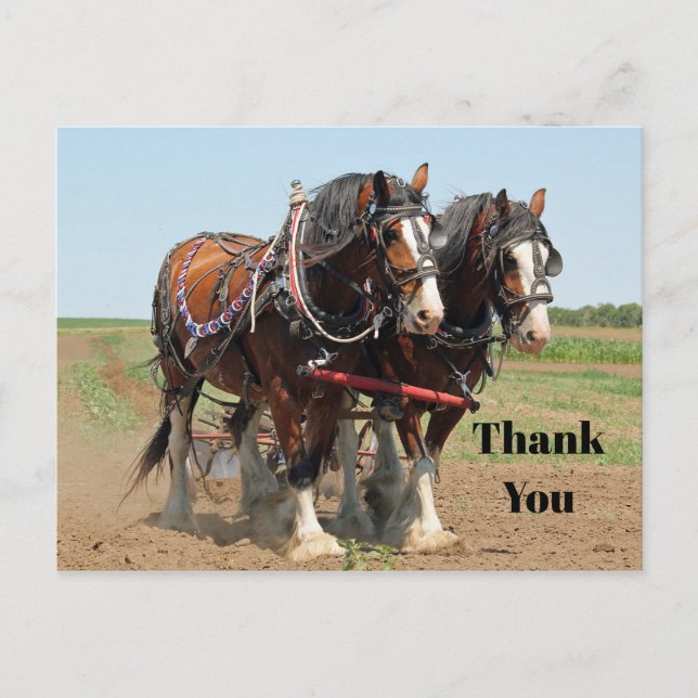 Horse Clydesdale Farming Photo Thank You Postcard (Front)