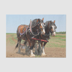 Horse Clydesdale Farming Photo Tissue Paper