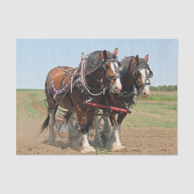 Horse Clydesdale Farming Photo Tissue Paper (Front)