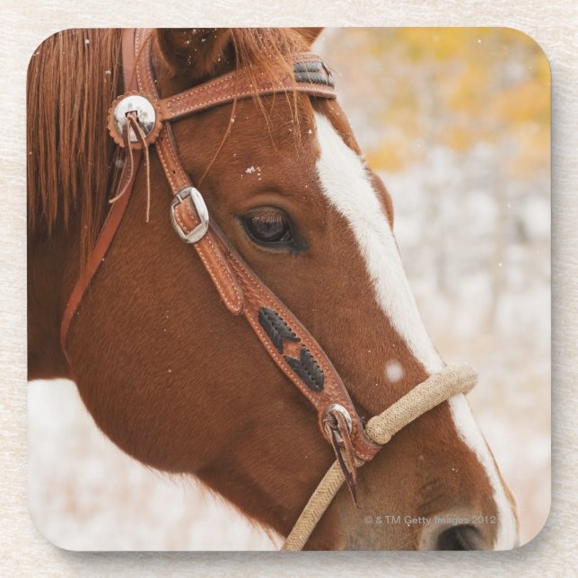 Horse Coaster (Front)