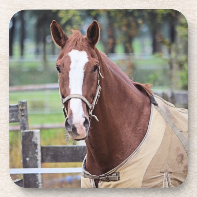 Horse coasters (Front)