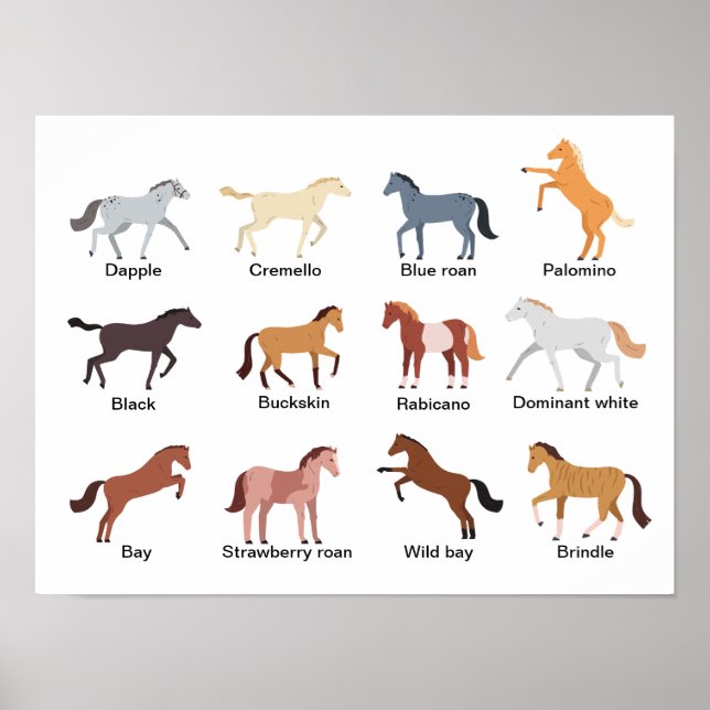 Horse Coat Colours  Poster (Front)