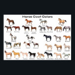 Horse Coat Colours Poster<br><div class="desc">Some examples of solid coat colours in horses</div>