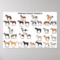 Horse Coat Colours
