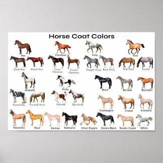 Horse Coat Colours Poster