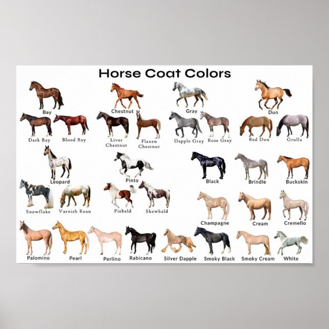 Horse Coat Colours Poster (Front)