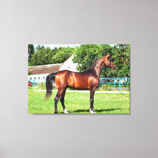 horse collection. arabian bay canvas print