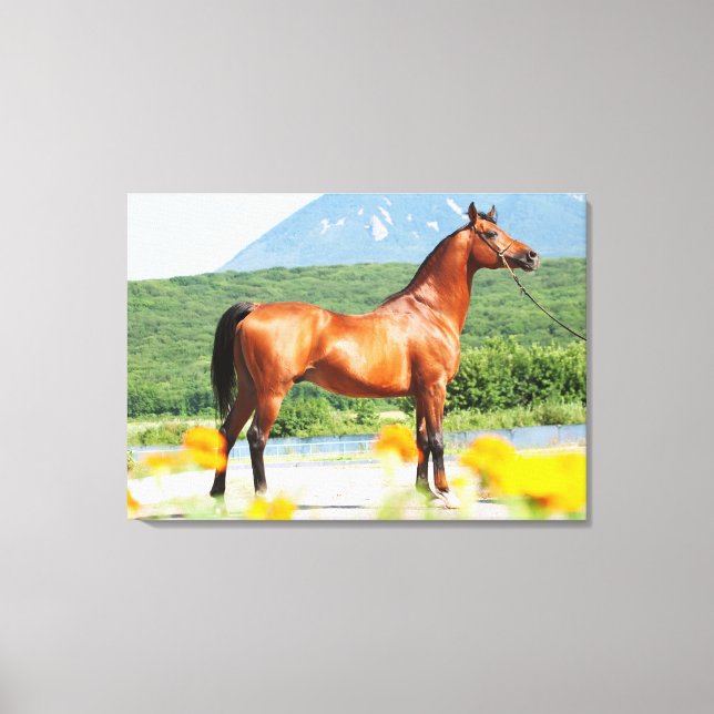 horse collection. arabian bay canvas print (Front)