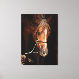 horse collection. arabian red canvas print