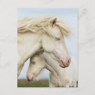 Horse collection postcard