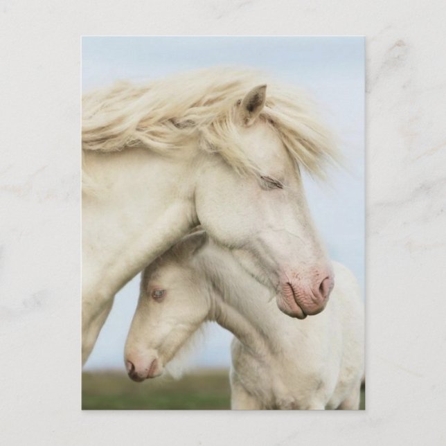 Horse collection postcard (Front)