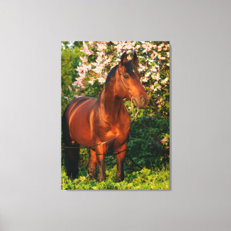 horse collection. Trakehner. spring Canvas Print