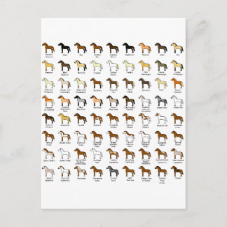 Horse Colors Postcard