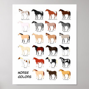 horse colour chart poster