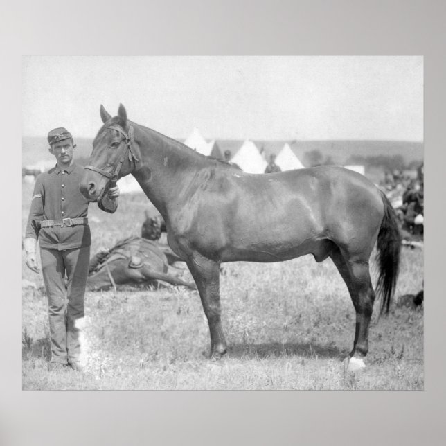 Horse "Comanche" the sole Survivor of the Custer Poster (Front)