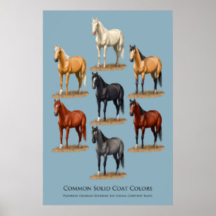Horse Common Solid Coat Colors Chart
